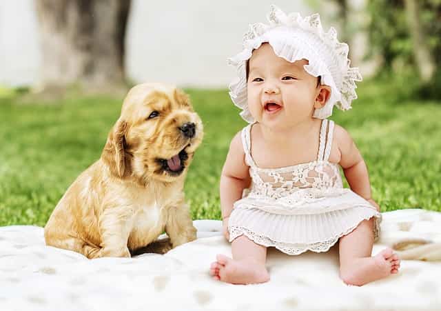 出産後に犬を赤ちゃんに慣らす3つの方法