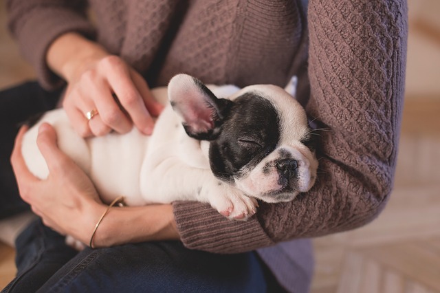 妊娠中に飼育している犬に接触すると胎児に影響はある？